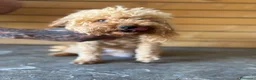 Barboncino cani in vendita: Barboncini toy  a Provincia di Latina - Annuncio 2