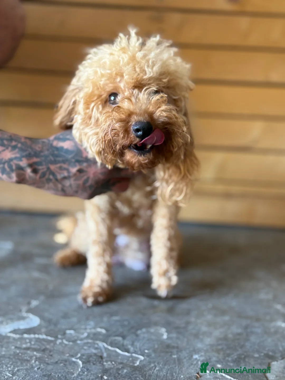 Barboncino cani in vendita: Barboncini toy  a Provincia di Latina - Annuncio 2