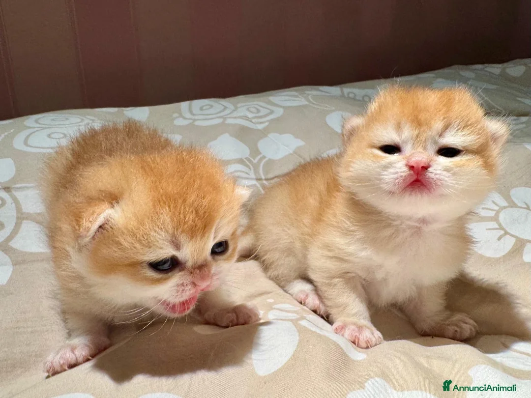 British gatti in vendita: Gattini British Shorthair golden chell  - Annuncio 3