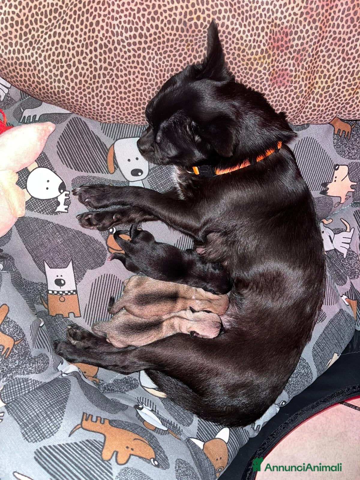 Chihuahua cani Chihuahua pedigree  a Libero consorzio comunale di Enna - Annuncio 3