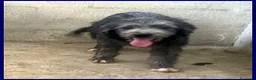 Meticcio cani in regalo: LAGUNA una timidina a Provincia di Forlì-Cesena - Annuncio 2