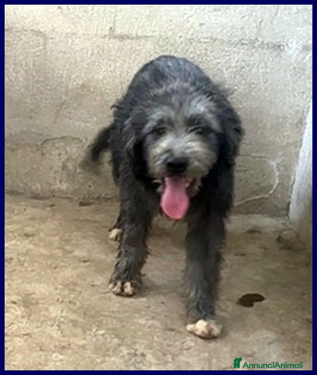Meticcio cani in regalo: LAGUNA una timidina a Provincia di Forlì-Cesena - Annuncio 2