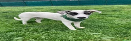 Meticcio cani in regalo: Giove  a Provincia di Lecco - Annuncio 7