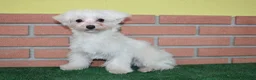Maltese cani in vendita: vendo femmine e maschio riproduttori - Annuncio 4