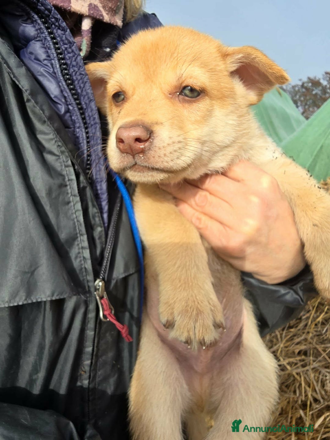 Meticcio cani in regalo: Edo dolce cucciolo in attesa di una famiglia - Annuncio 3