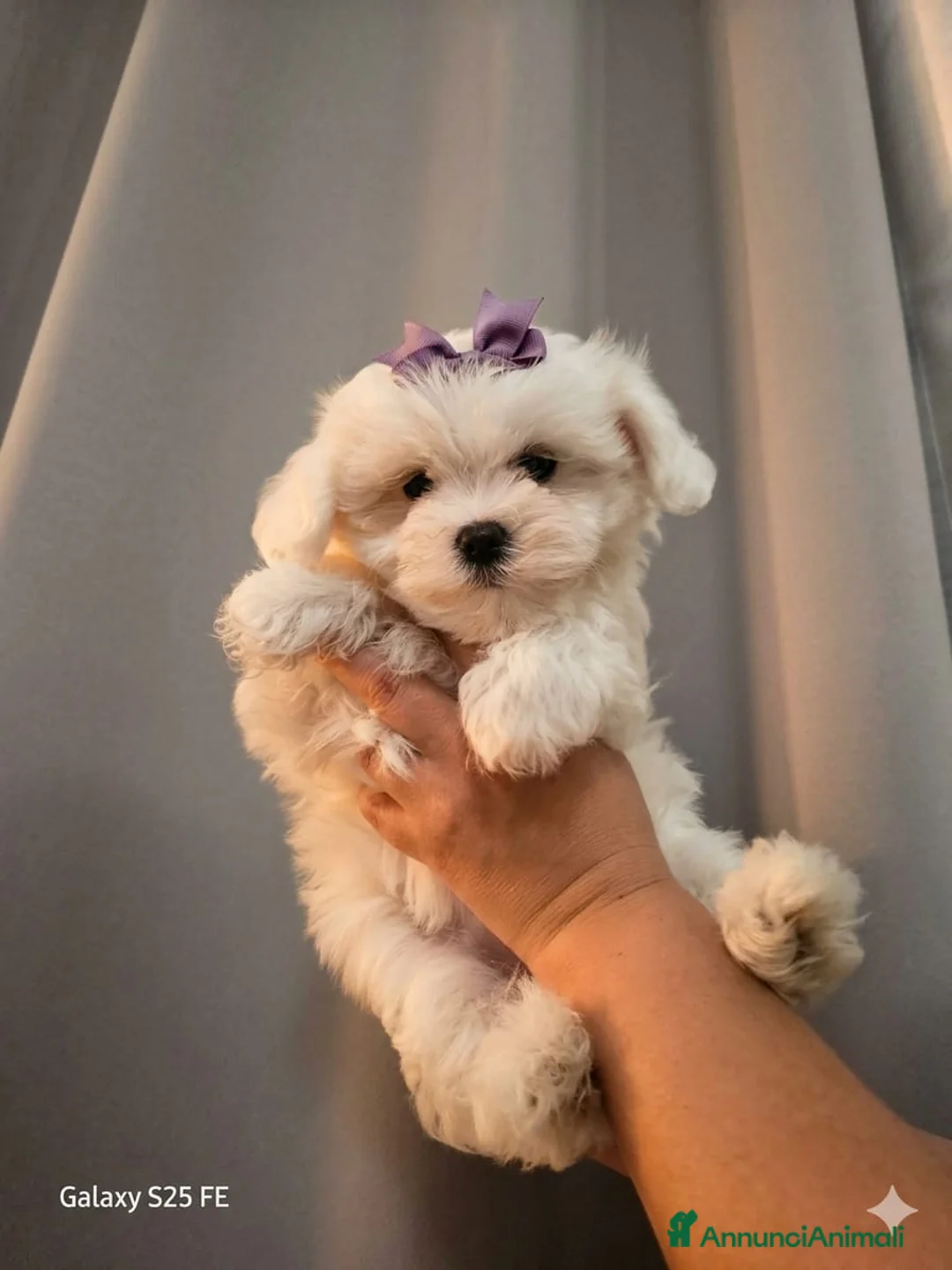 Maltese cani in vendita: Maltese  - Annuncio 1