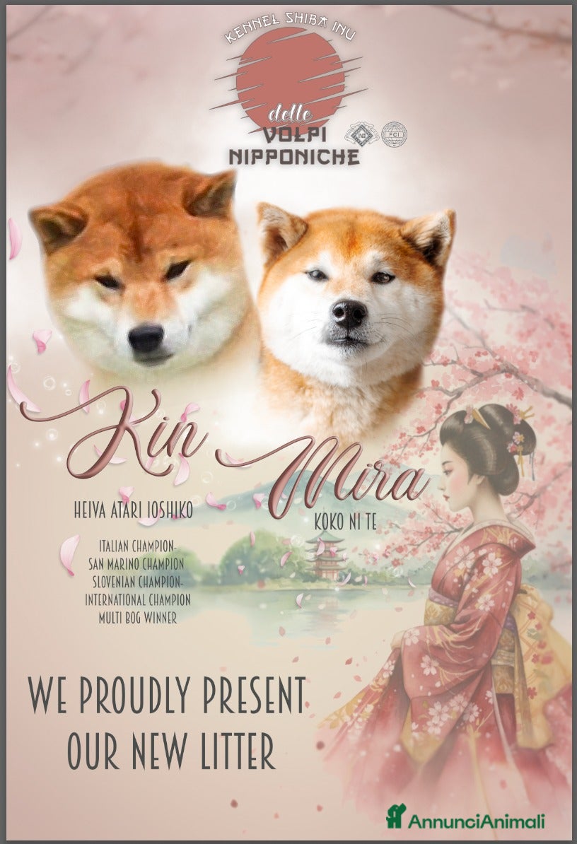 Shiba Inu cani SHIBA INU PEDIGREE - Annuncio 12