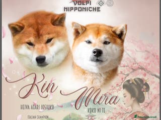 Shiba Inu cani SHIBA INU PEDIGREE - Annuncio 1