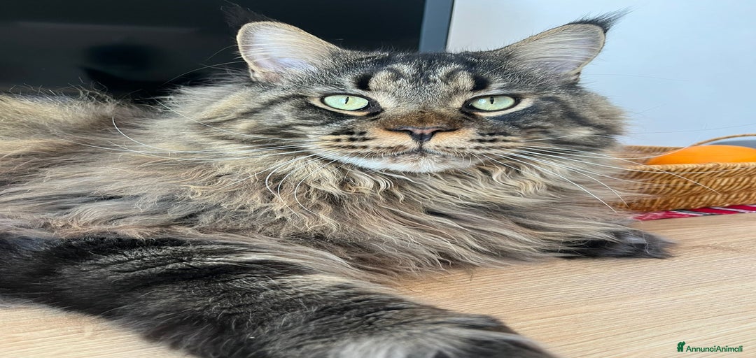 Immagine della galleria {{count}}