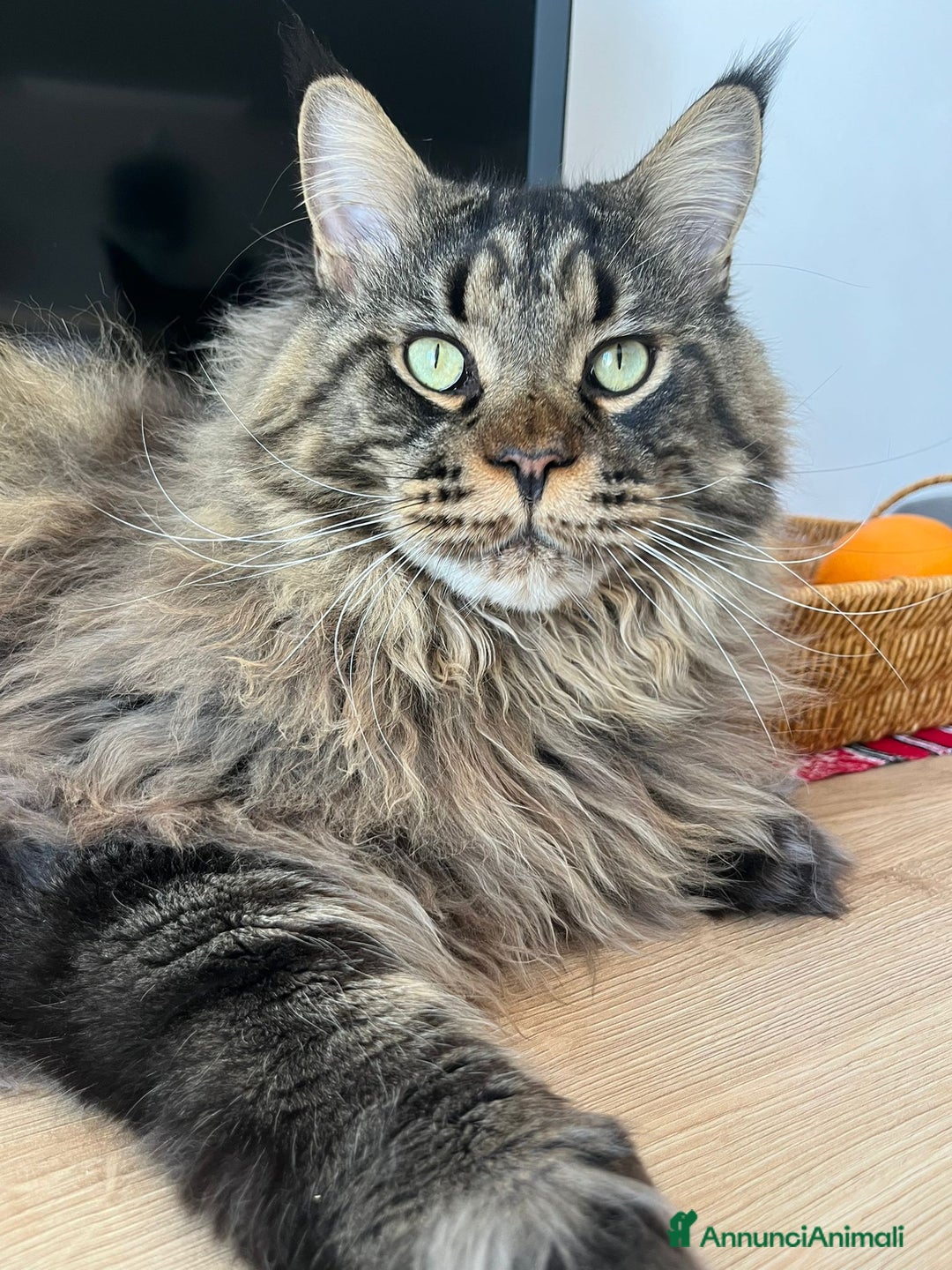 Immagine della galleria {{count}}