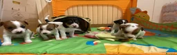 Jack Russell cani in vendita: Jack Russell terrier pelo corto femmina pedigree - Annuncio 8