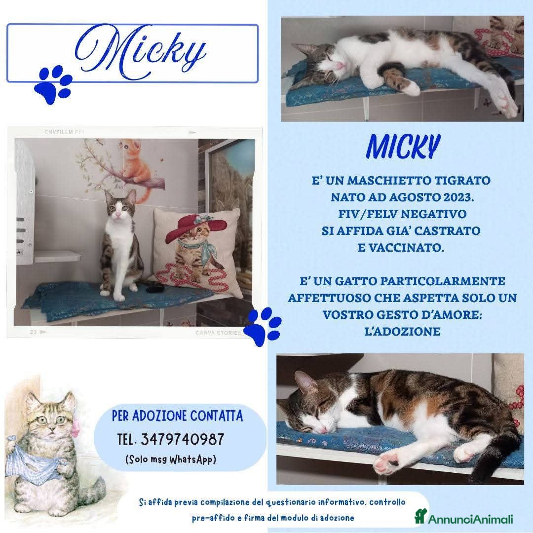 Europeo gatti MICKY, affettuoso micio da adottare! - Annuncio 9