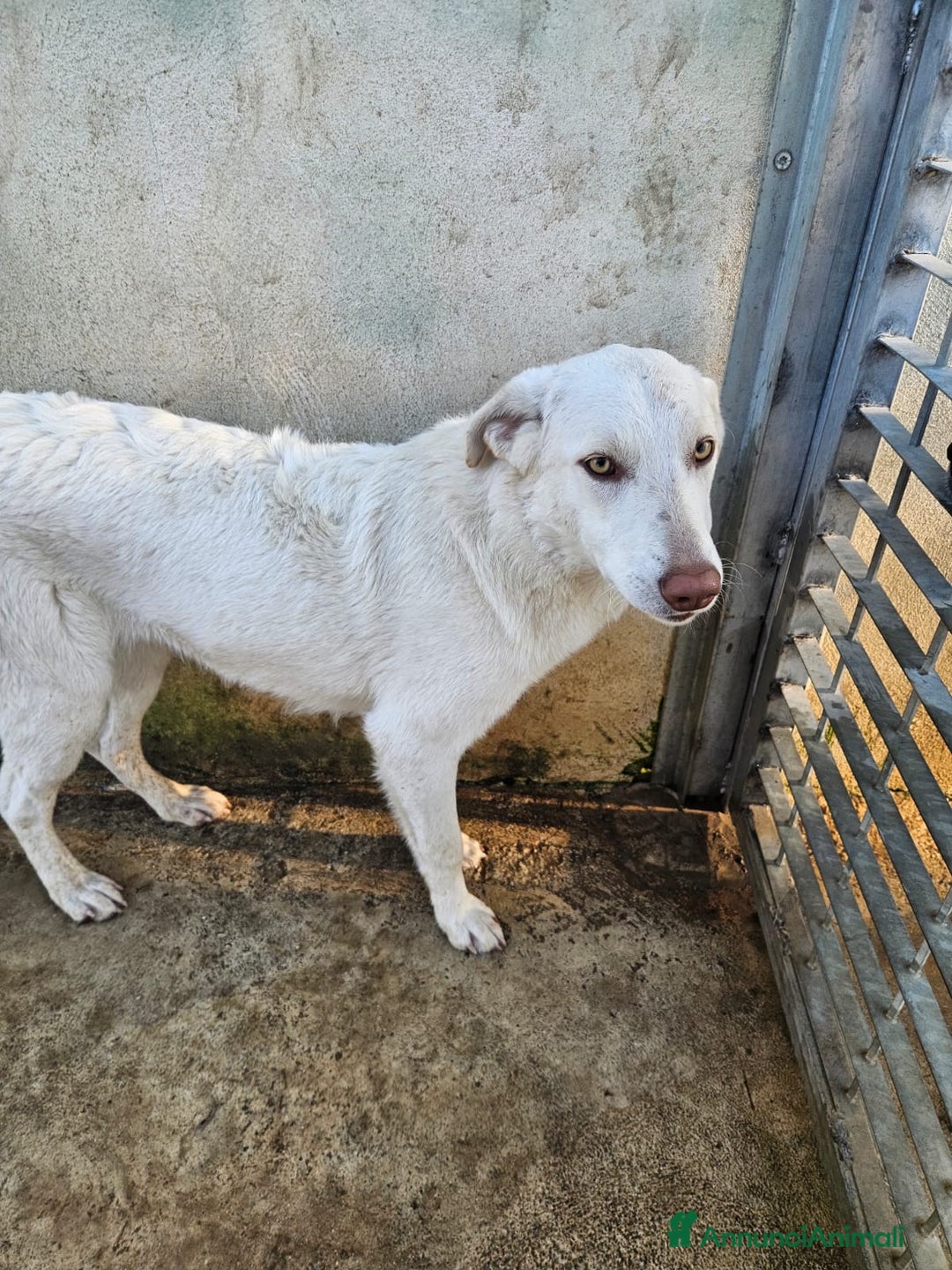 Meticcio cani in regalo: Chiara: 1 anno, socievole ed equilibrata - Annuncio 31