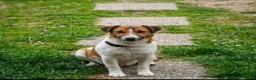 Jack Russell cani in vendita: Cuccioli di Jack Russell  - Annuncio 10