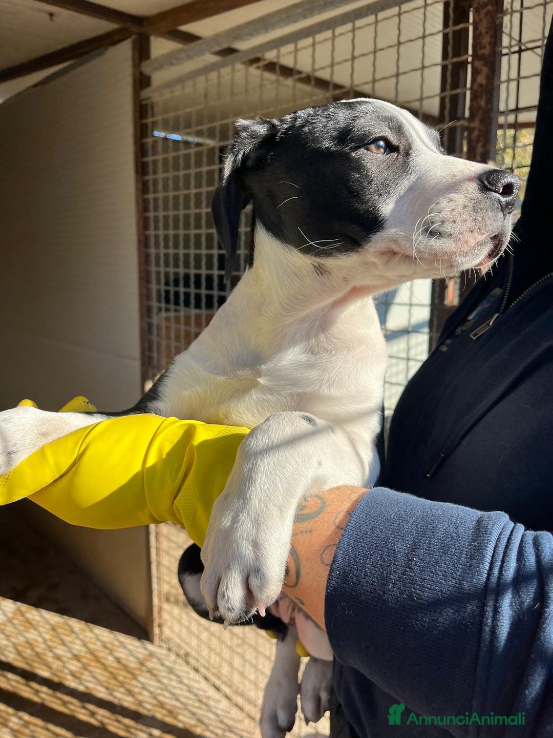 Meticcio cani in regalo: Cucciole 3 mesi - Annuncio 5