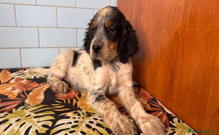 Setter Inglese cani a Città metropolitana di Roma Capitale - Annuncio 1