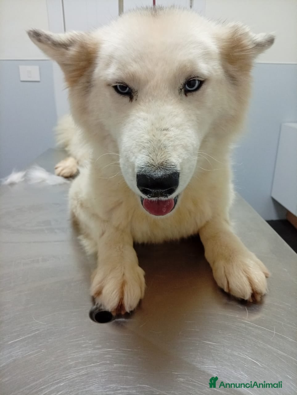 Husky cani Donut, una dolcezza di Husky - Annuncio 2