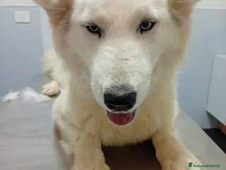 Husky cani Donut, una dolcezza di Husky - Annuncio 2