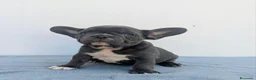 Bulldog Francese cani in vendita: Bulldog francese cuccioli - Annuncio 2