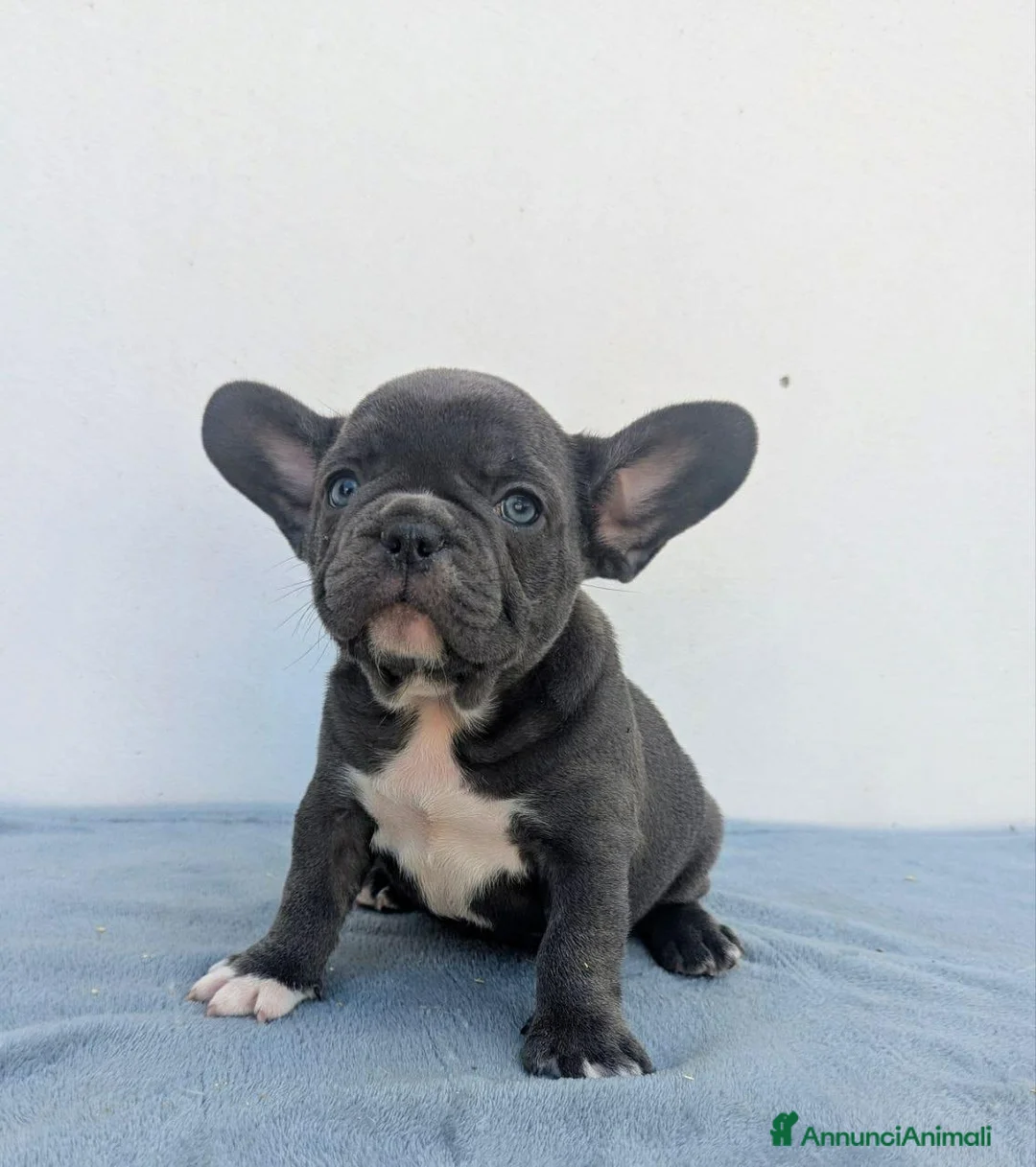 Bulldog Francese cani in vendita: Bulldog francese cuccioli - Annuncio 2