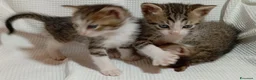 Meticcio gatti in vendita: gattini portafortuna - Annuncio 6