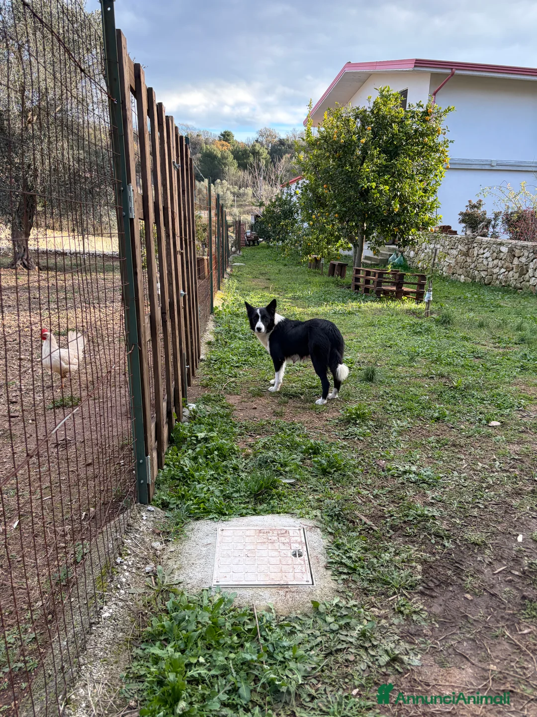 Border Collie cani in vendita: Cucciole di Border collie - Annuncio 10