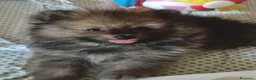 Volpino Pomerania cani in vendita: Spitz di Pomerania NANO - Annuncio 1