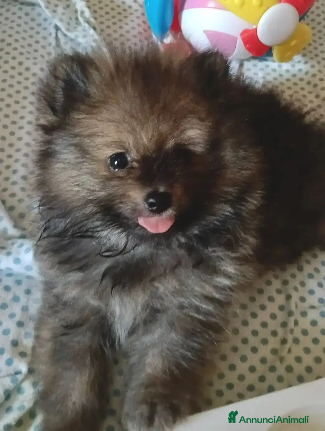Volpino Pomerania cani in vendita: Spitz di Pomerania NANO - Annuncio 1