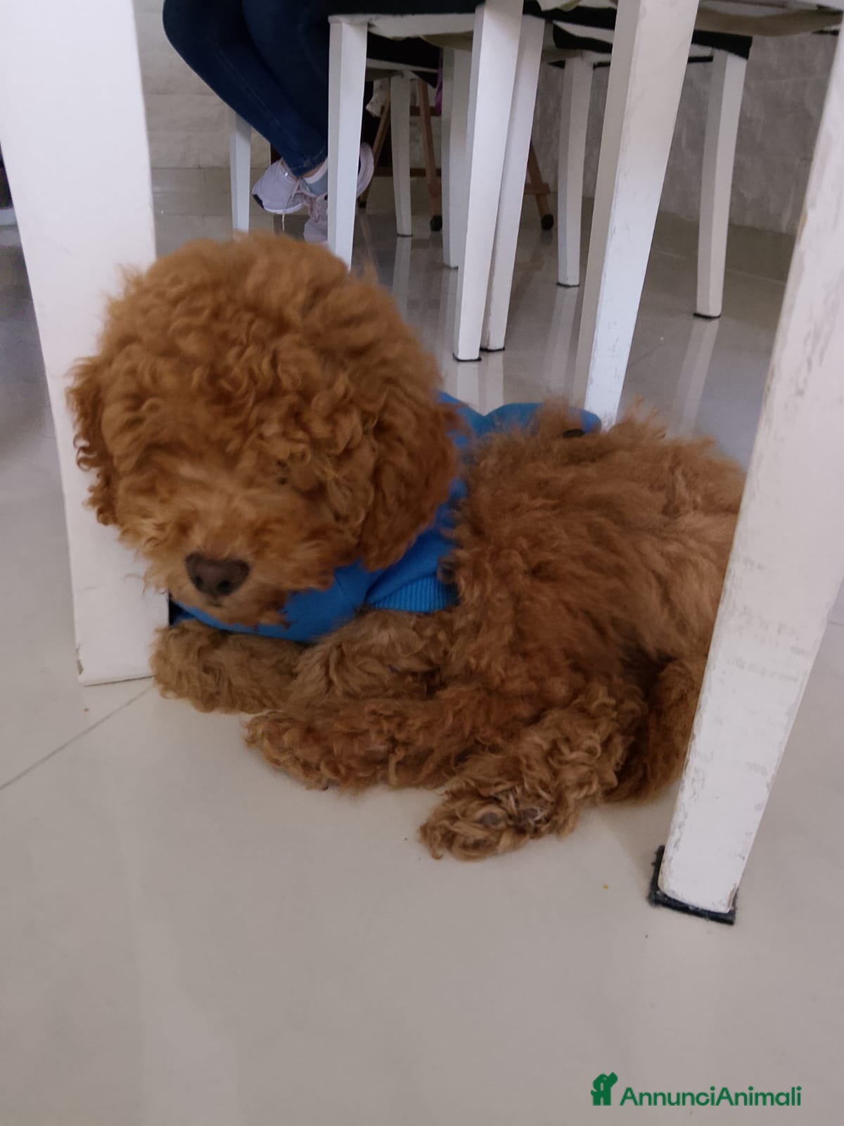 Barboncino cani Barboncino nano  - Annuncio 1