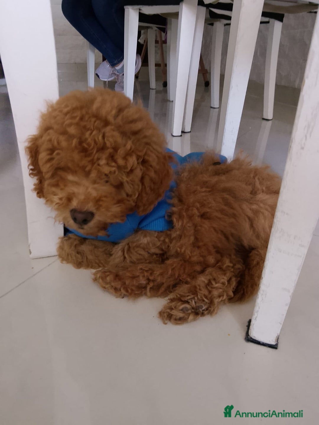 Barboncino cani in vendita: Barboncino nano  - Annuncio 1