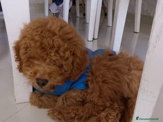 Barboncino cani Barboncino nano - Annuncio 1