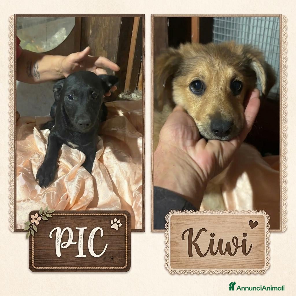 Meticcio cani Kiwi e Pic cuccioli 4 mesi cercano casa tg piccola - Annuncio 27
