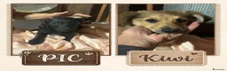 Meticcio cani in regalo: Kiwi e Pic cuccioli 4 mesi cercano casa tg piccola - Annuncio 1