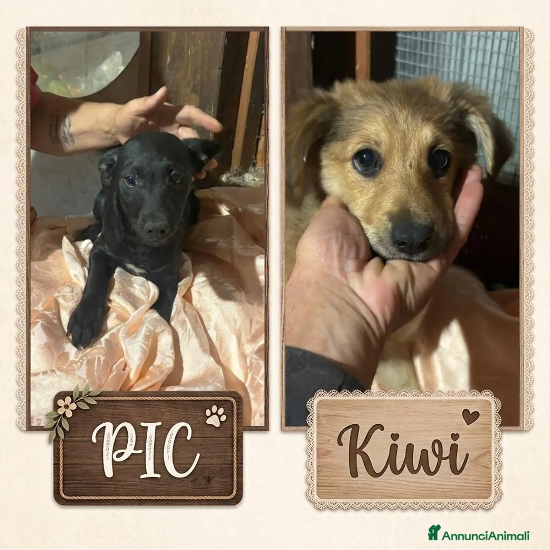 Meticcio cani in regalo: Kiwi e Pic cuccioli 4 mesi cercano casa tg piccola - Annuncio 1