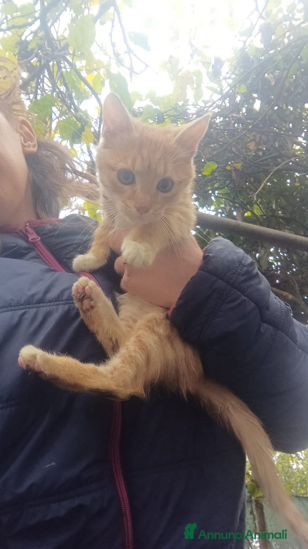 Meticcio gatti in regalo: Zoeee - Annuncio 3