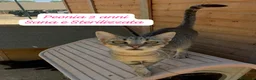Europeo gatti in regalo: Urgenti famiglie per questi gattini  a Provincia di Monza e della Brianza - Annuncio 2