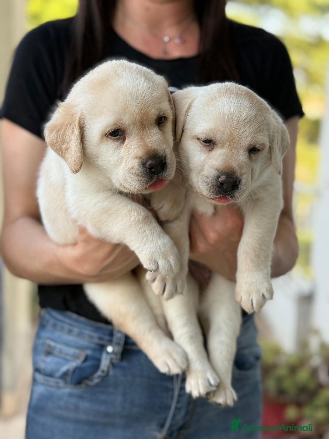 Labrador cani in vendita: Cuccioli Labrador  a Provincia di Perugia - Immagine 2