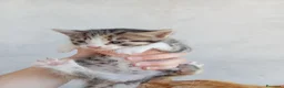 Meticcio gatti in regalo: Gattini - Annuncio 6