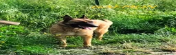 Altre razze cani in regalo: GAEMON bello come il sole a Provincia di Lucca - Annuncio 4