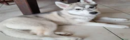 Altre razze cani in regalo: Samia a Provincia di Monza e della Brianza - Annuncio 5