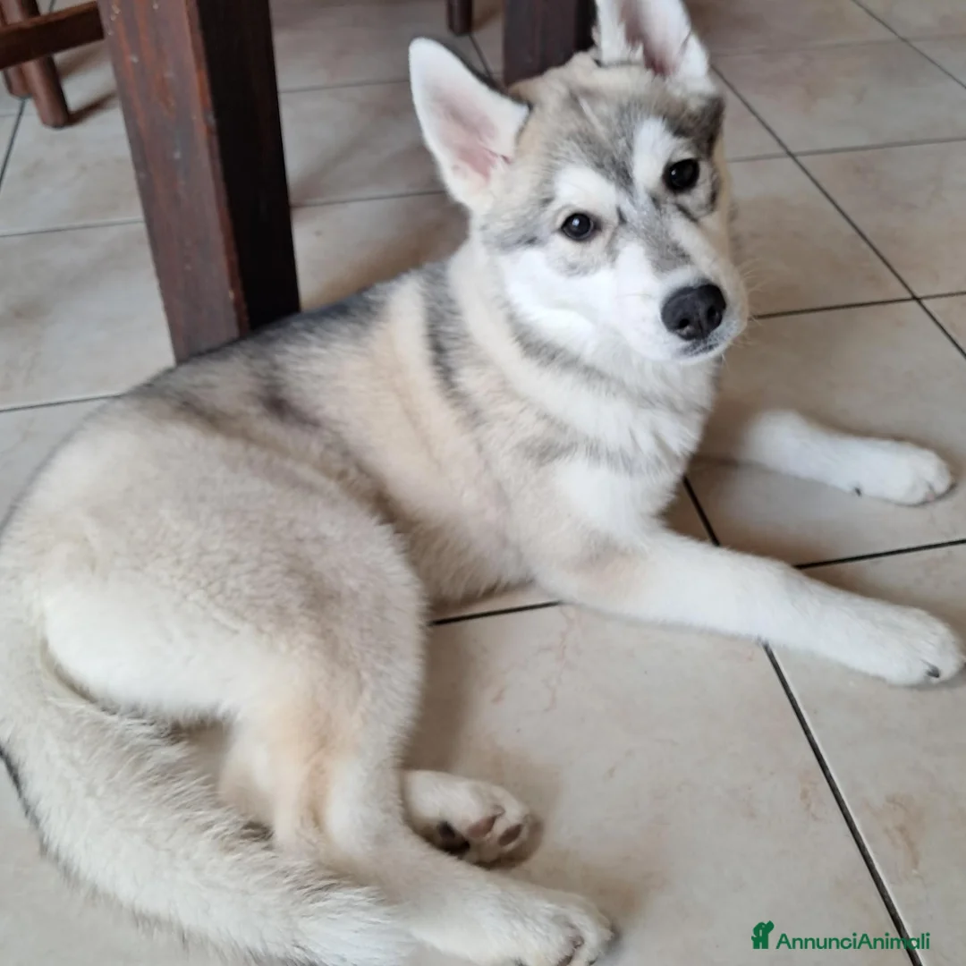 Altre razze cani in regalo: Samia a Provincia di Monza e della Brianza - Annuncio 5