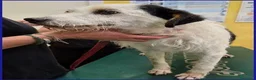 Meticcio cani in regalo: JOHNTRA sogna una famiglia - Annuncio 5