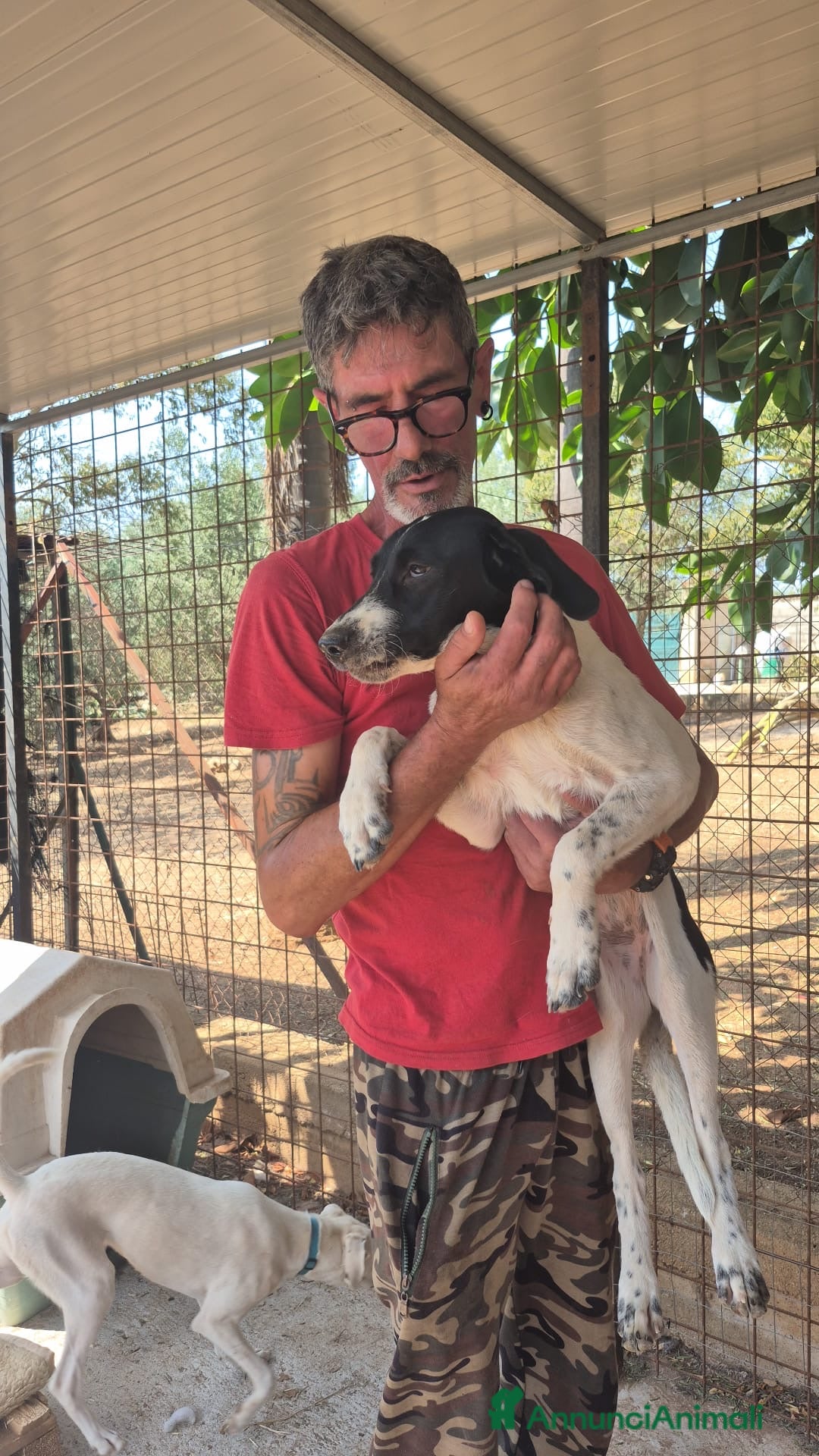 Meticcio cani in regalo: MAYA,ADATTA A TUTTI, NESSUNO CHIAMA PER LEI!!! - Annuncio 2