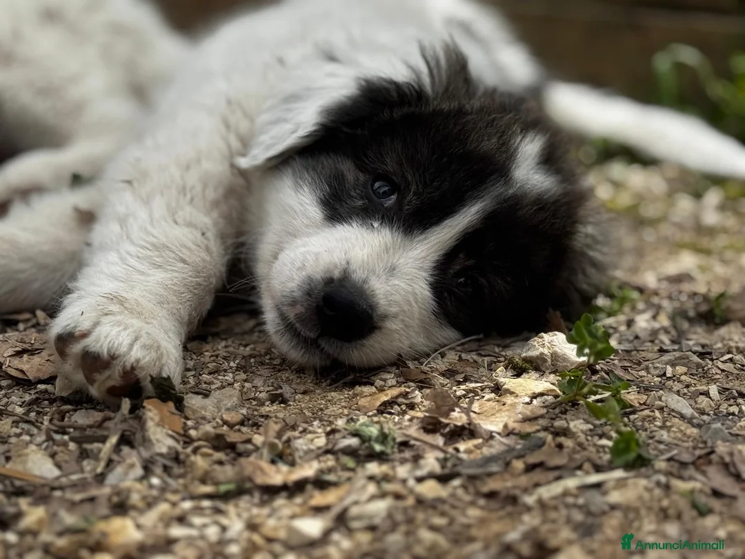 Meticcio cani in regalo: Missy a Provincia di Lecco - Annuncio 1