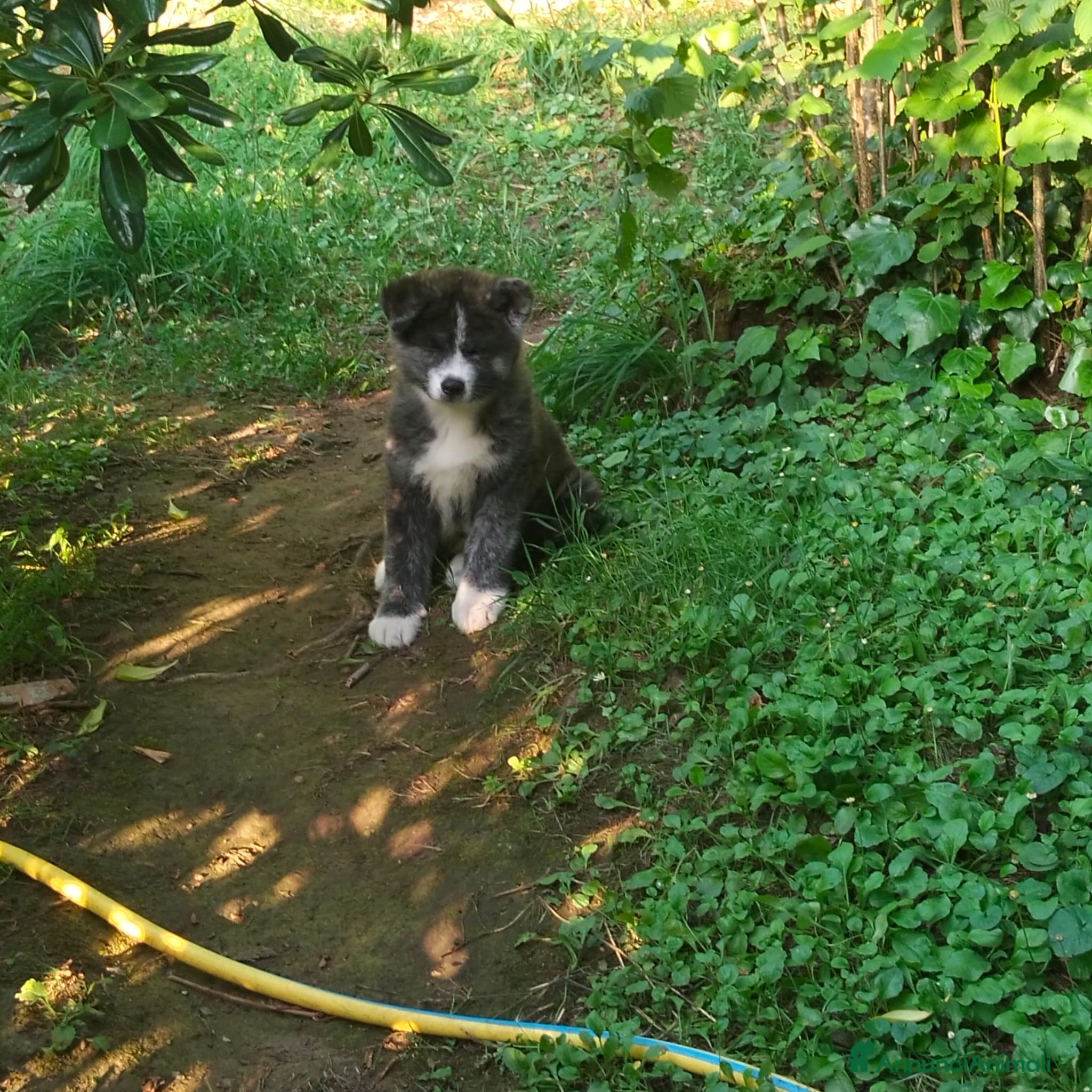 Akita Inu cani AKITA - Annuncio 27