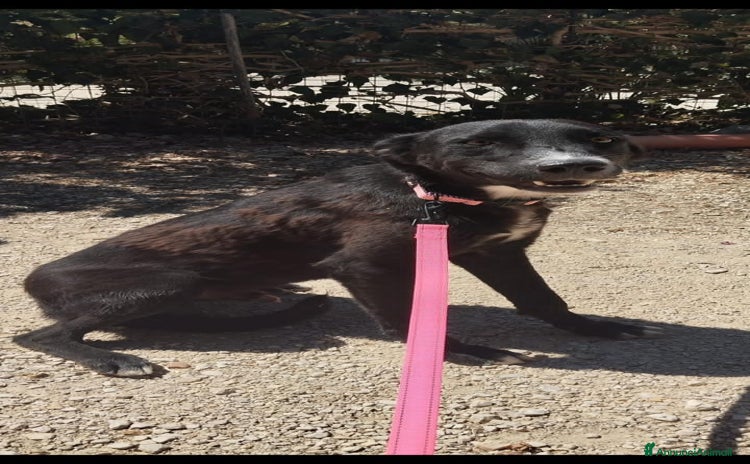 Altre razze cani eros  - Annuncio 5