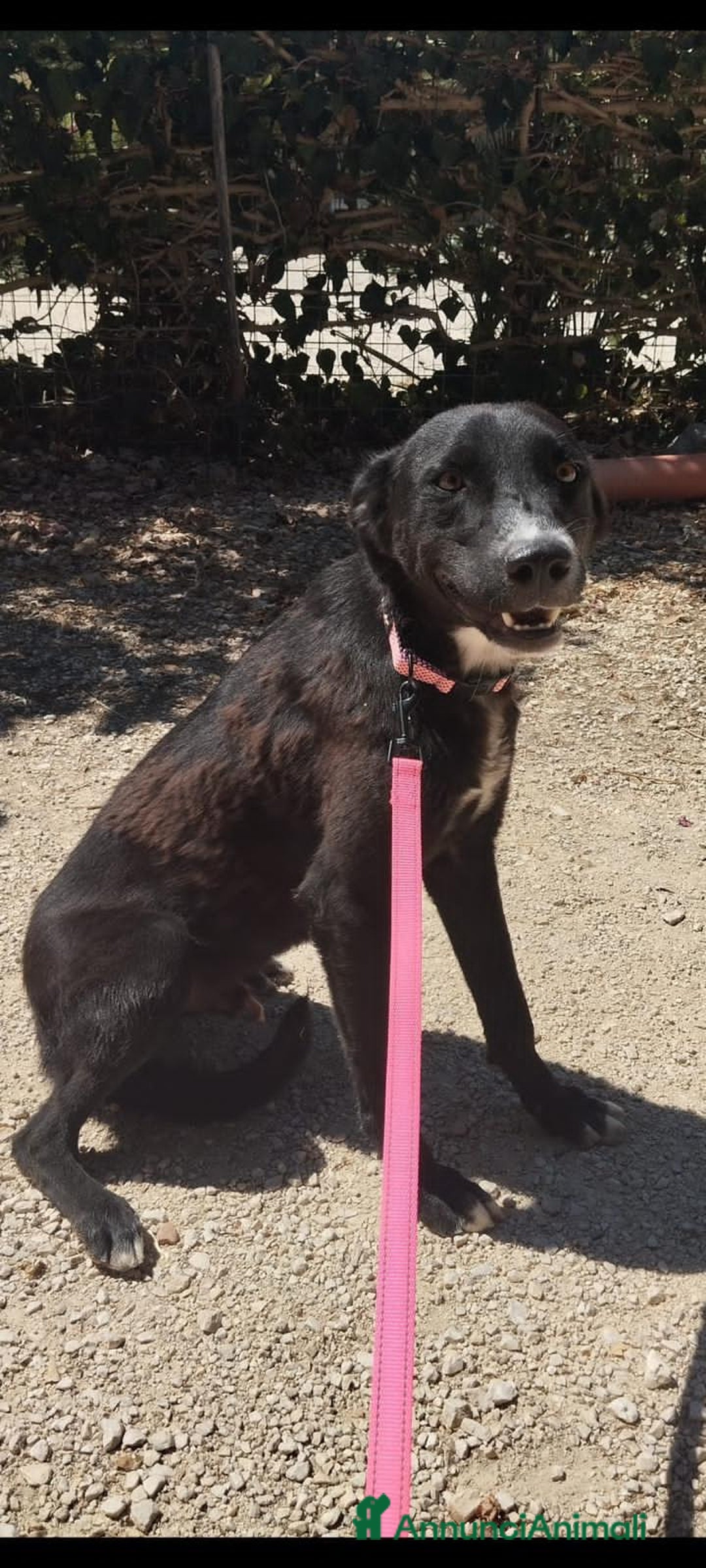 Altre razze cani in regalo: eros  - Annuncio 1