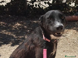 Altre razze cani eros - Annuncio 27