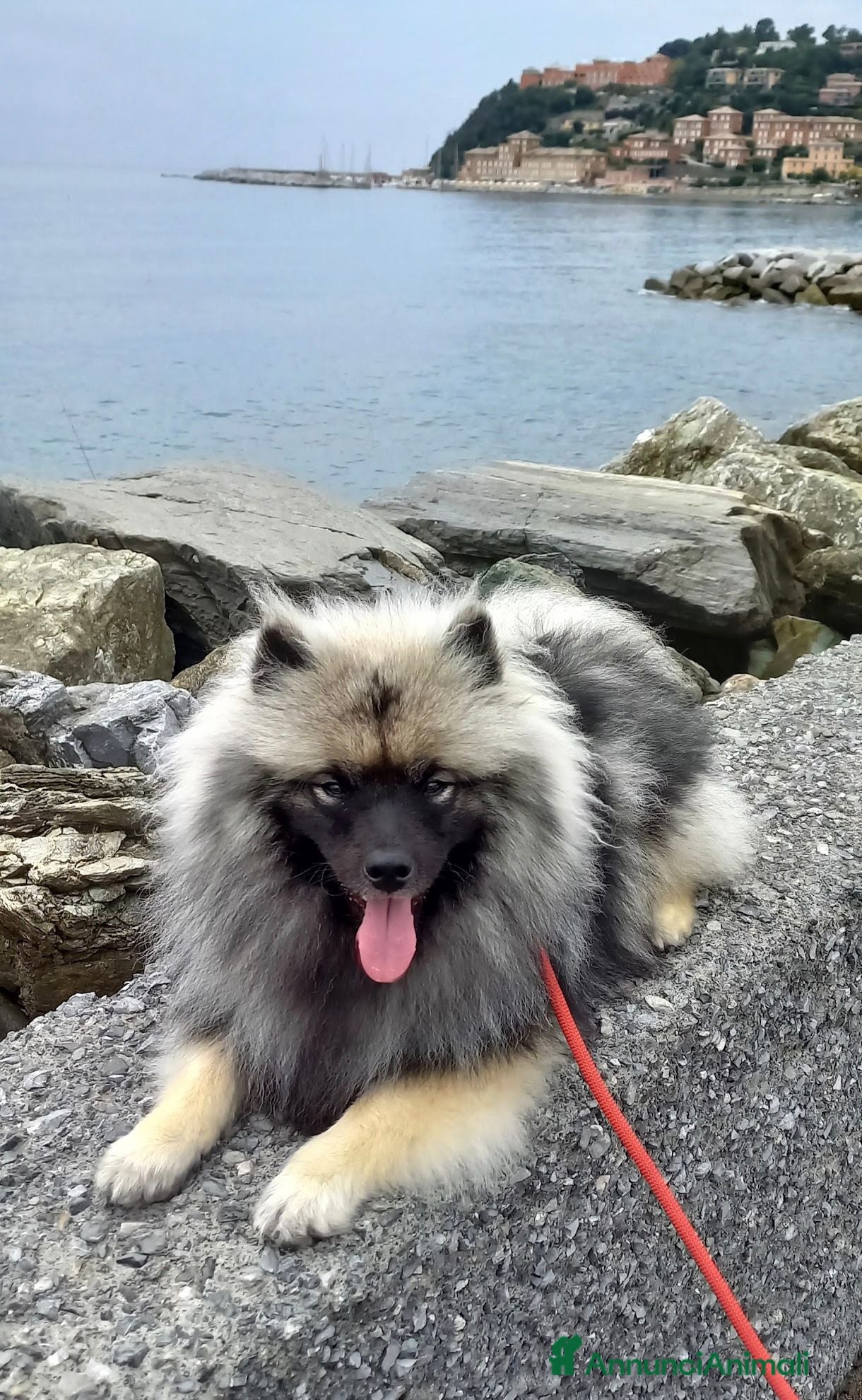 Wolfspitz cani Wolfspitz femmina accoppiamento  - Annuncio 6