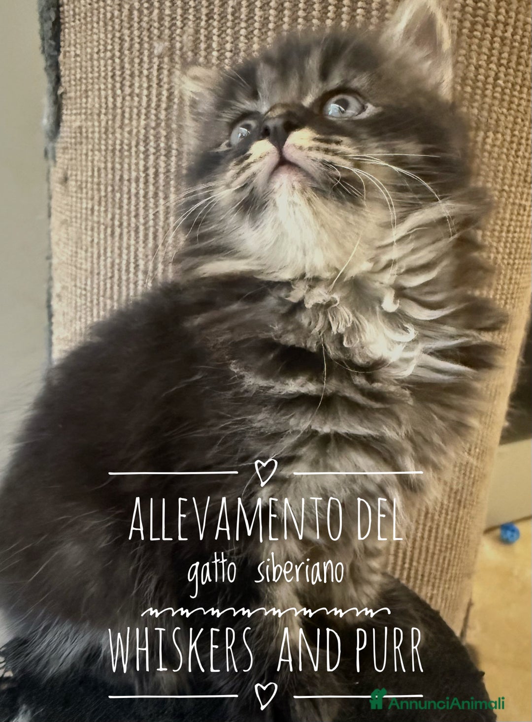Siberiano gatti in vendita: Cuccioli gatto siberiano a Provincia di Padova - Immagine 5